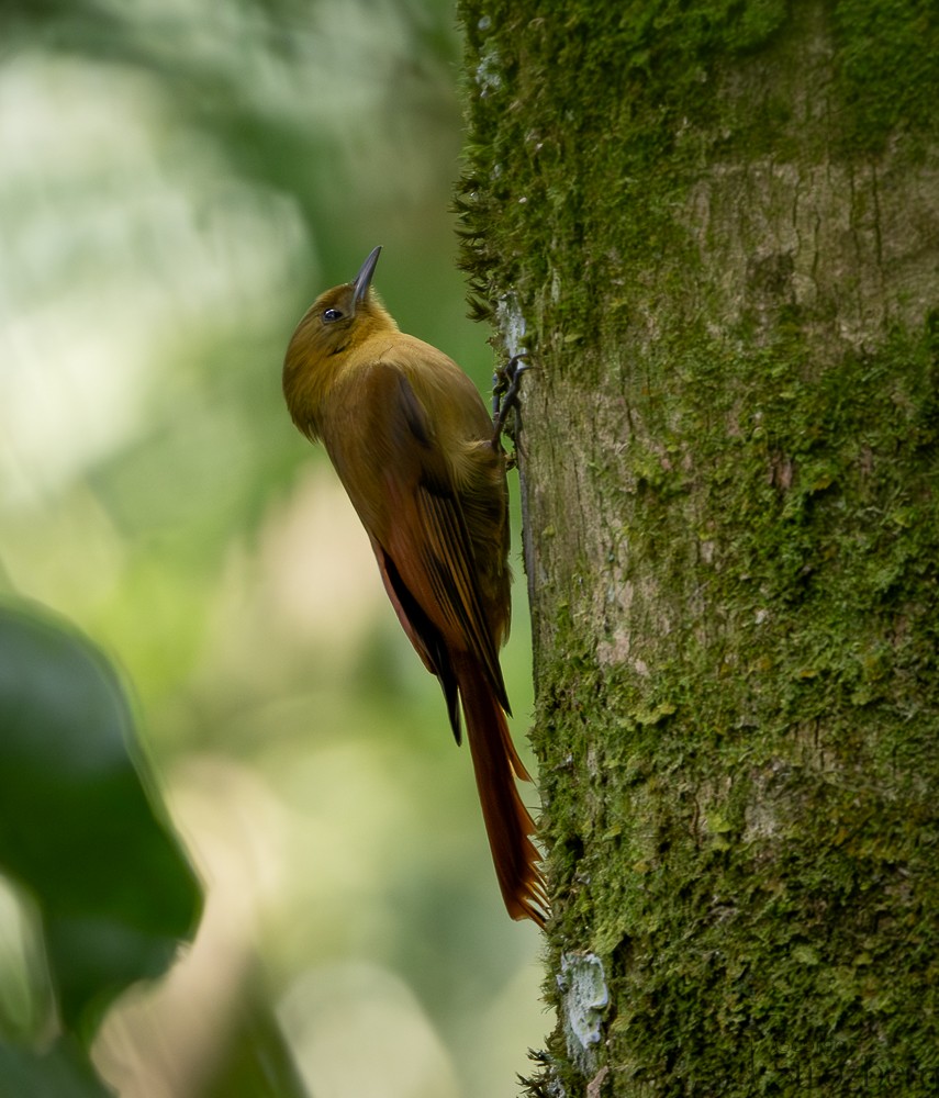 Olivaceous Woodcreeper - ML642671361