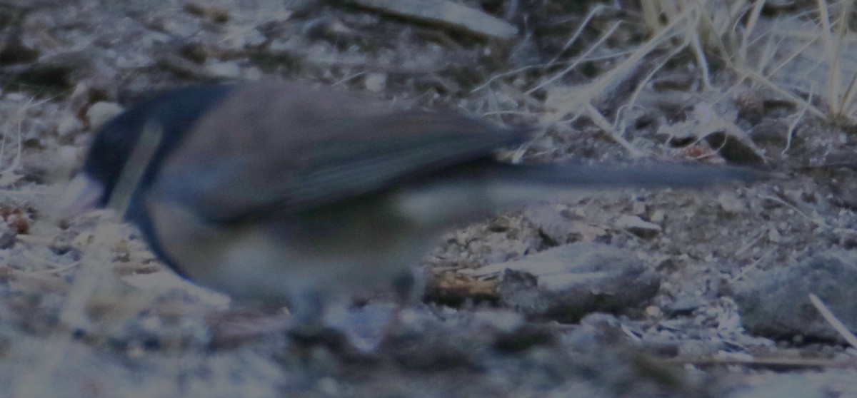 Dark-eyed Junco - ML642671375