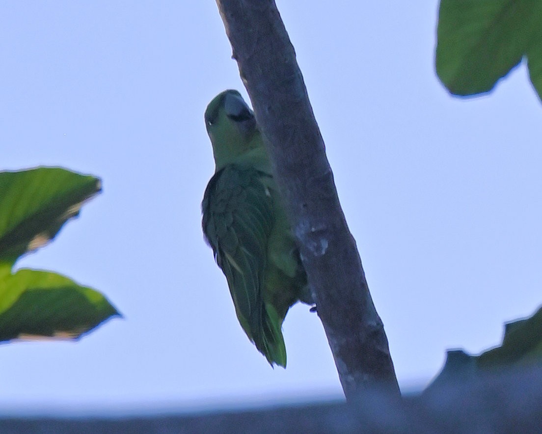 Short-tailed Parrot - ML642671397