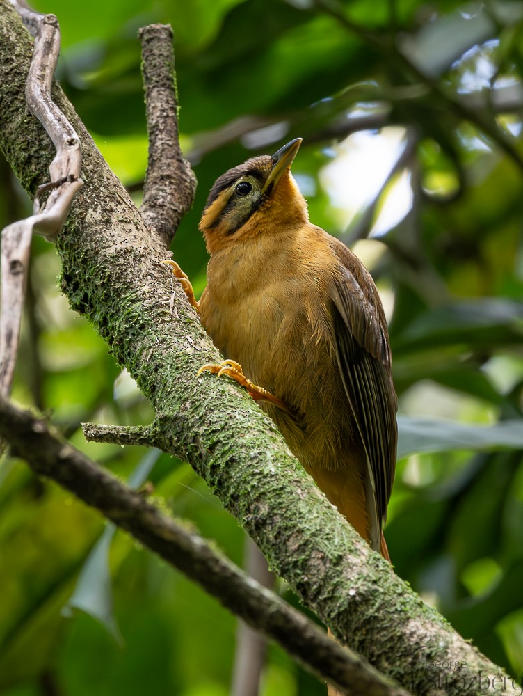 Black-capped Foliage-gleaner - ML642671415