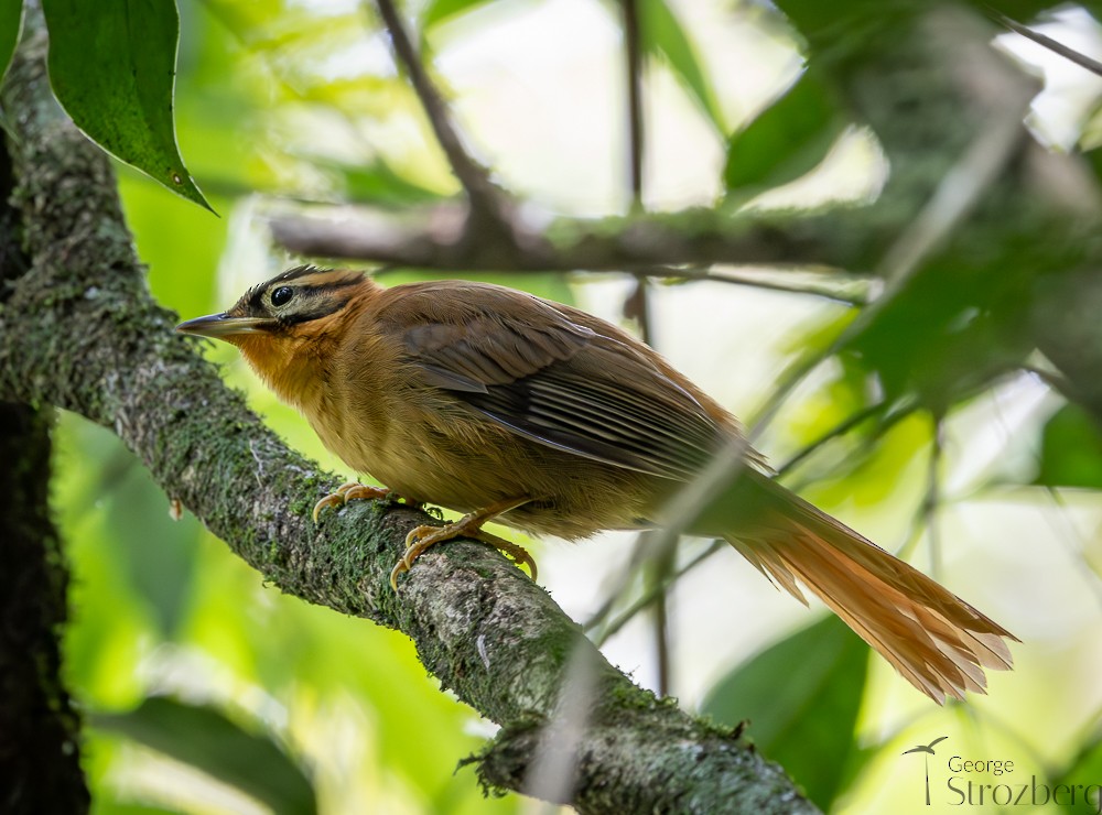 Black-capped Foliage-gleaner - ML642671416
