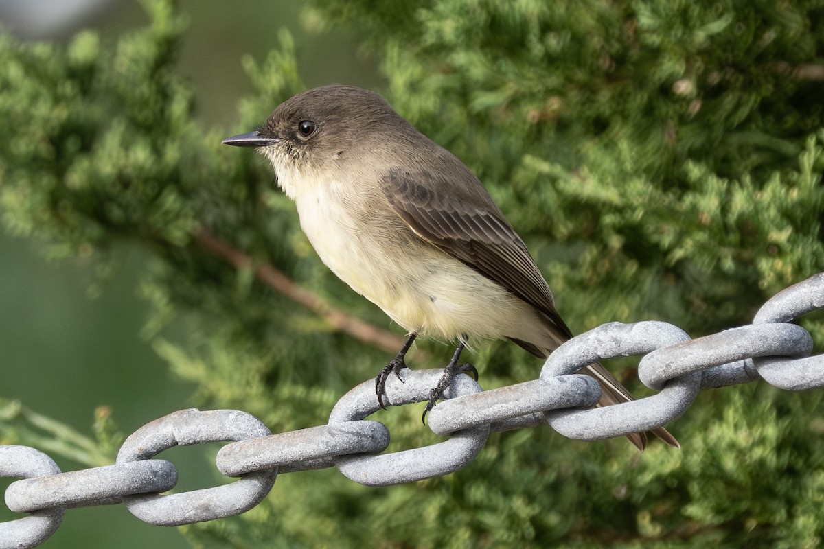 Eastern Phoebe - ML642671420