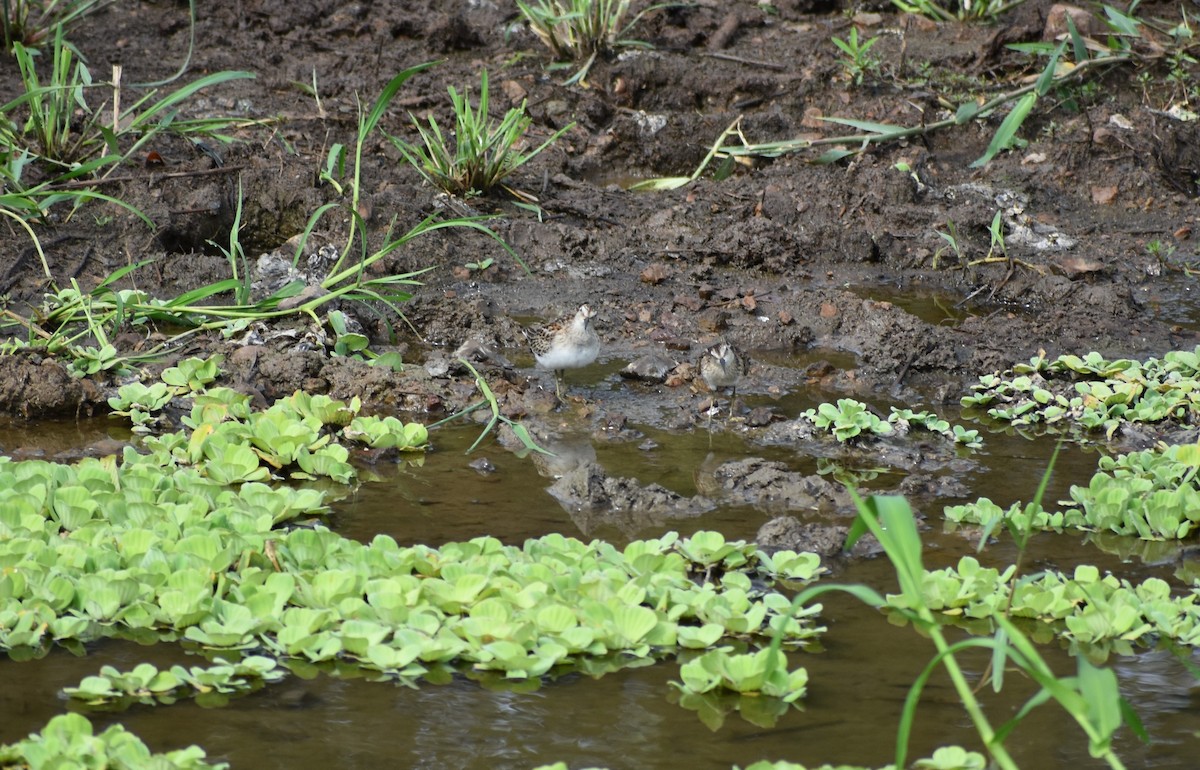 Least Sandpiper - ML642671421