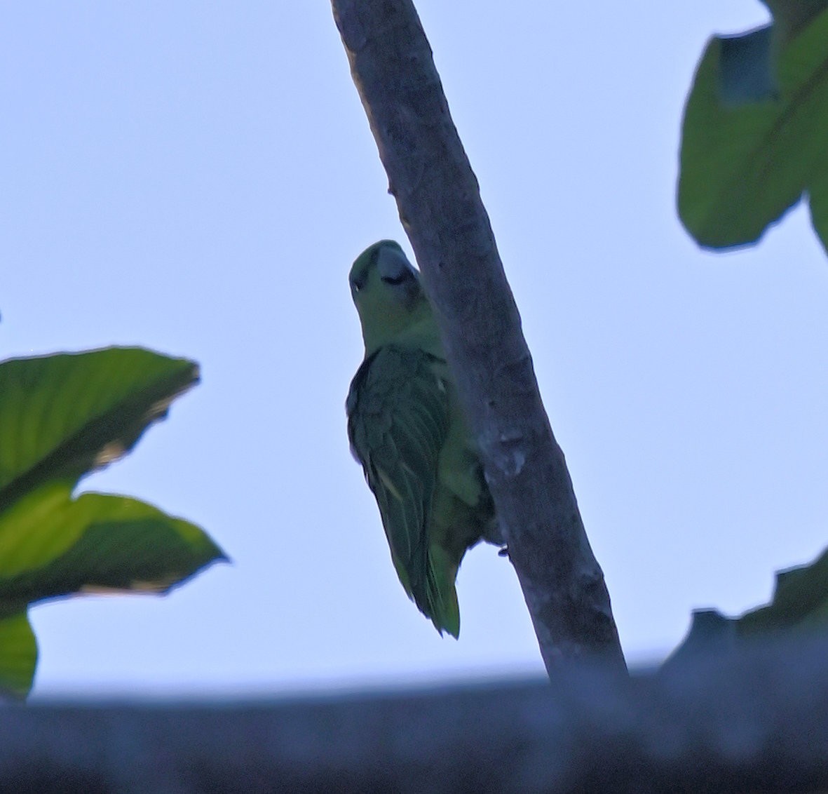 Short-tailed Parrot - ML642671422