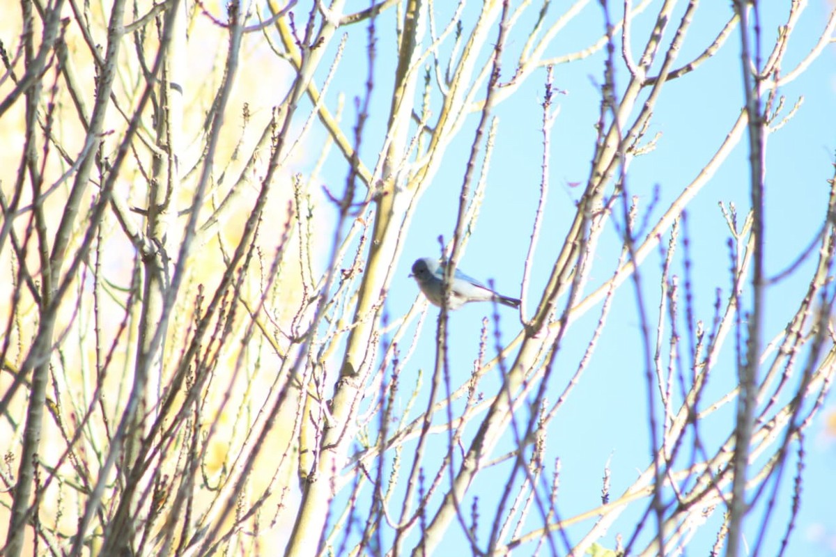 Sayaca Tanager - ML642671423