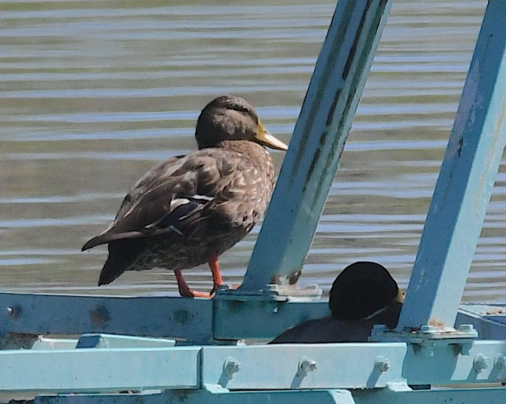 kachna mexická - ML642671424
