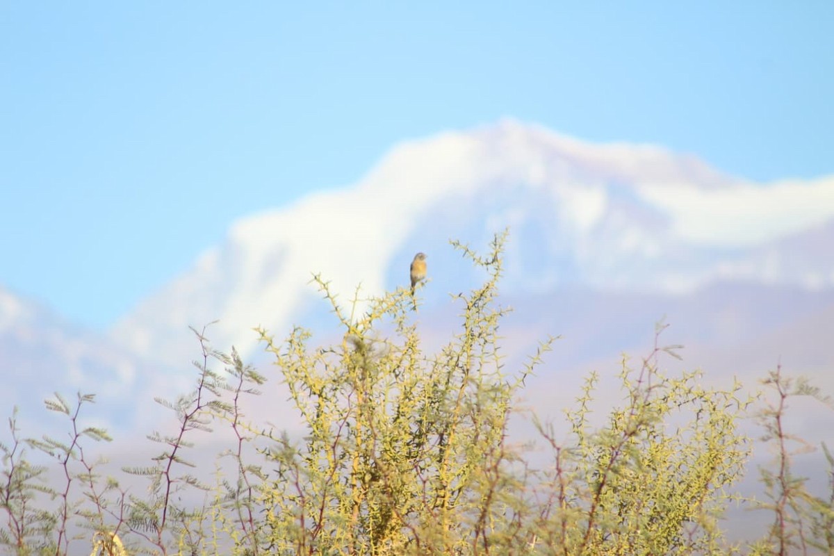 Gray-hooded Sierra Finch - ML642671431