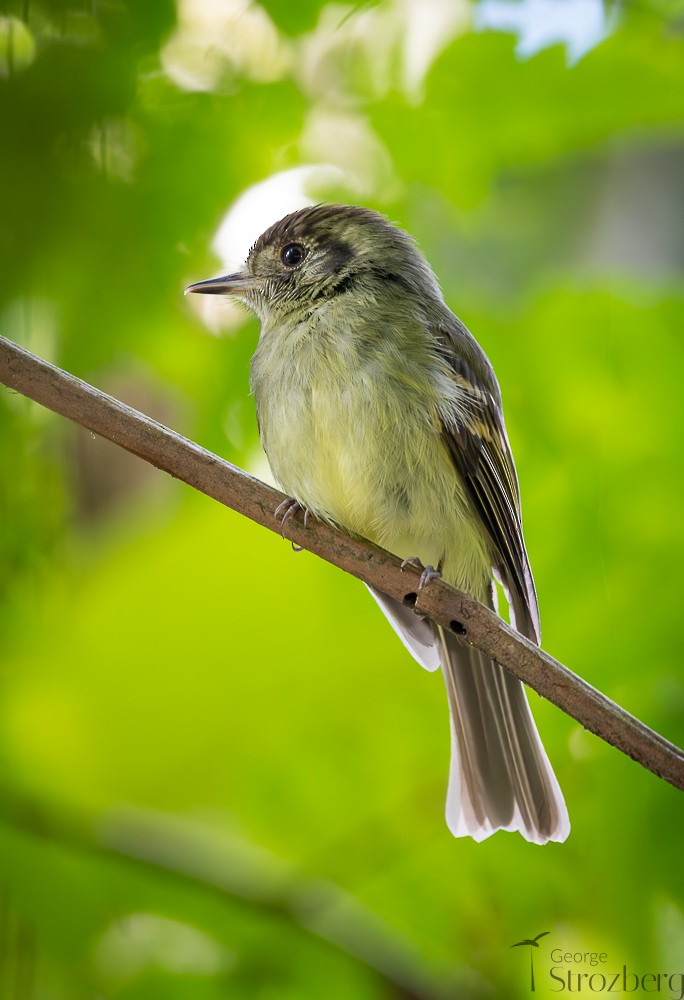 Sepia-capped Flycatcher - ML642671452