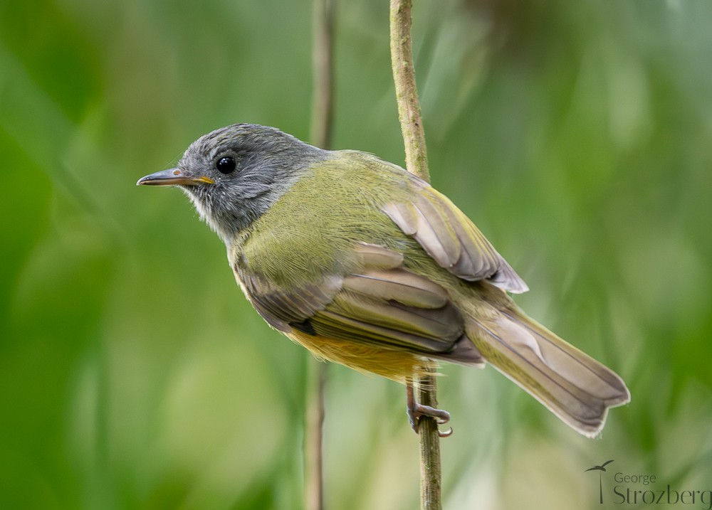Gray-hooded Flycatcher - ML642671453