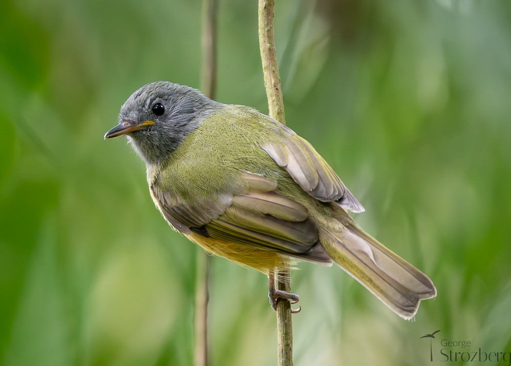 Gray-hooded Flycatcher - ML642671454