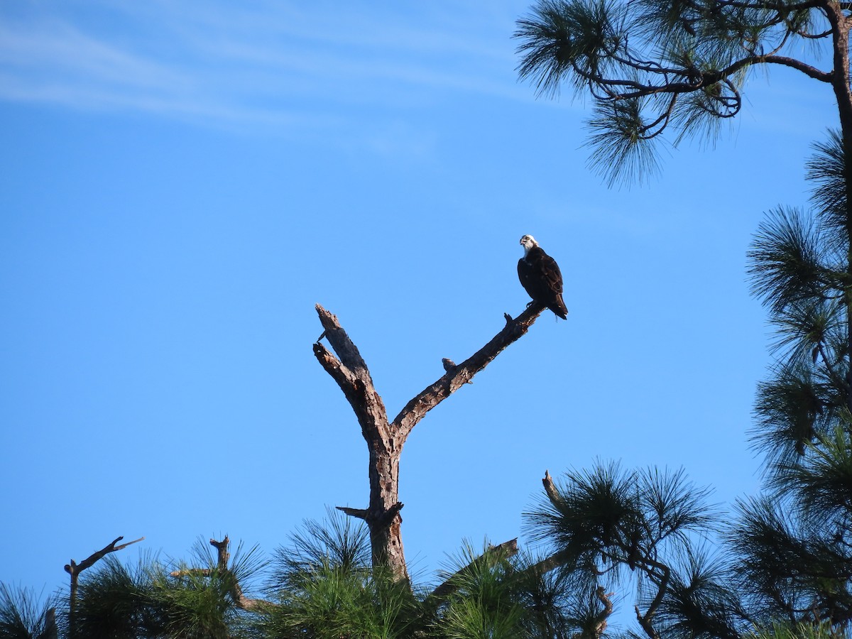 Osprey - ML642671458