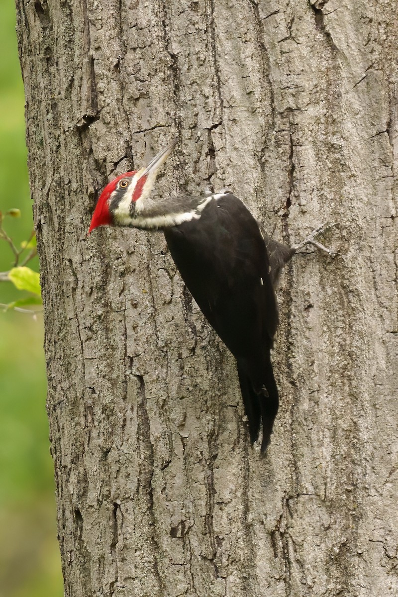Pileated Woodpecker - ML642671459