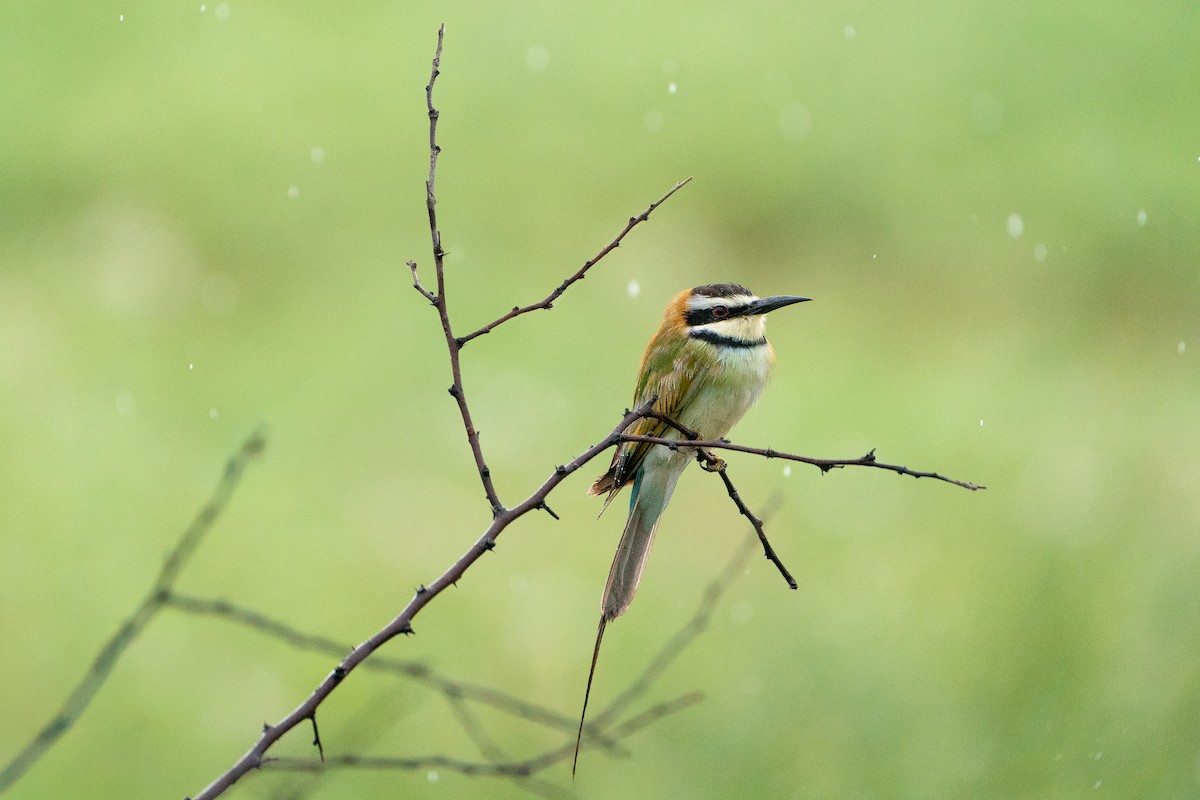 White-throated Bee-eater - ML642671463
