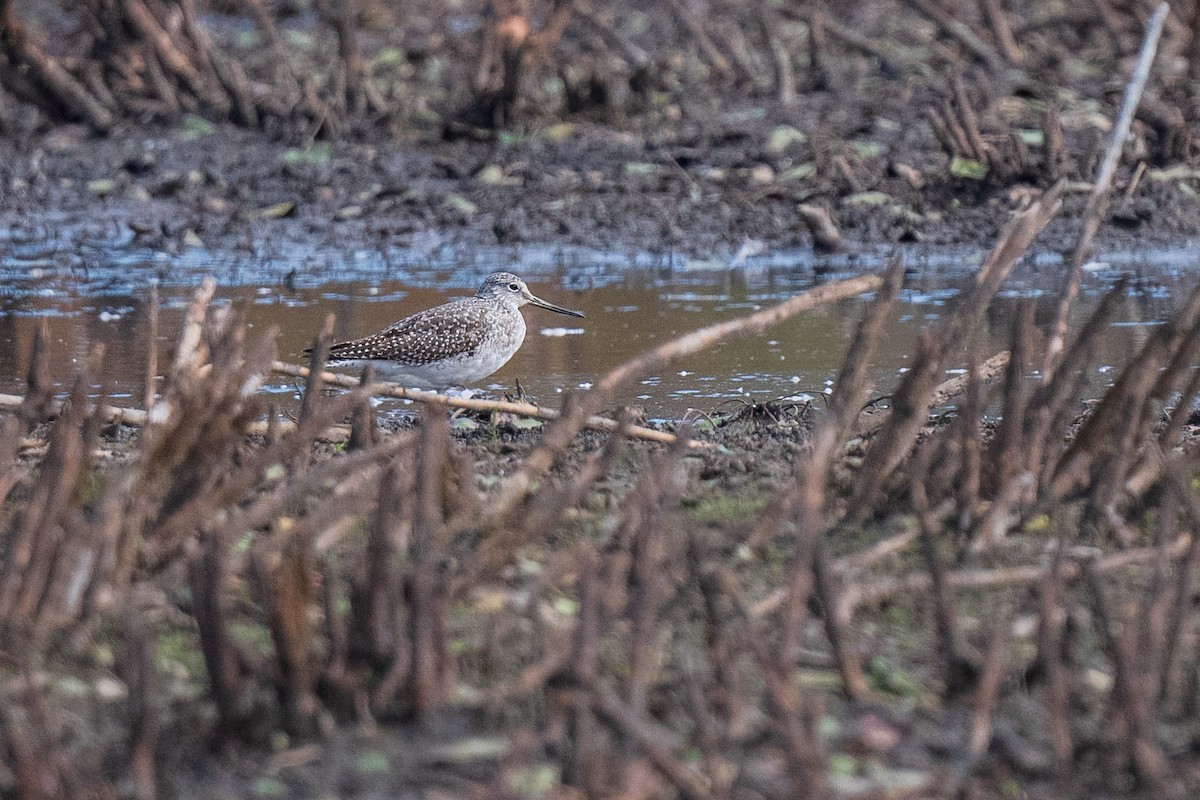 Greater Yellowlegs - ML642671465