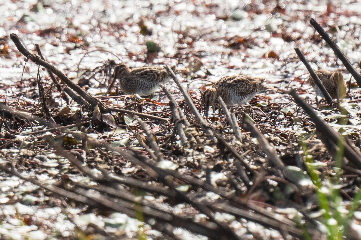 Wilson's Snipe - ML642671466