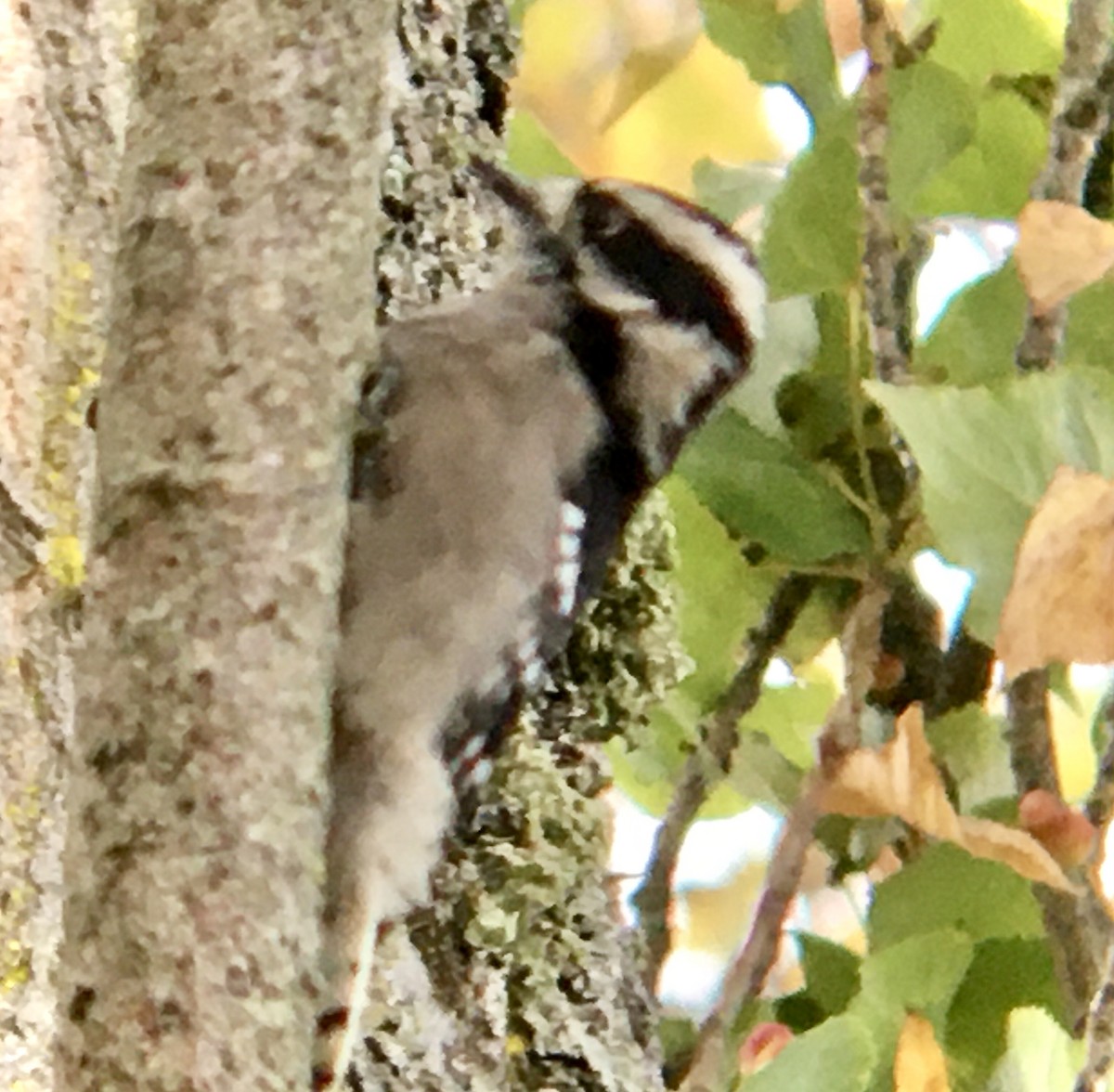 Downy Woodpecker - ML642671478