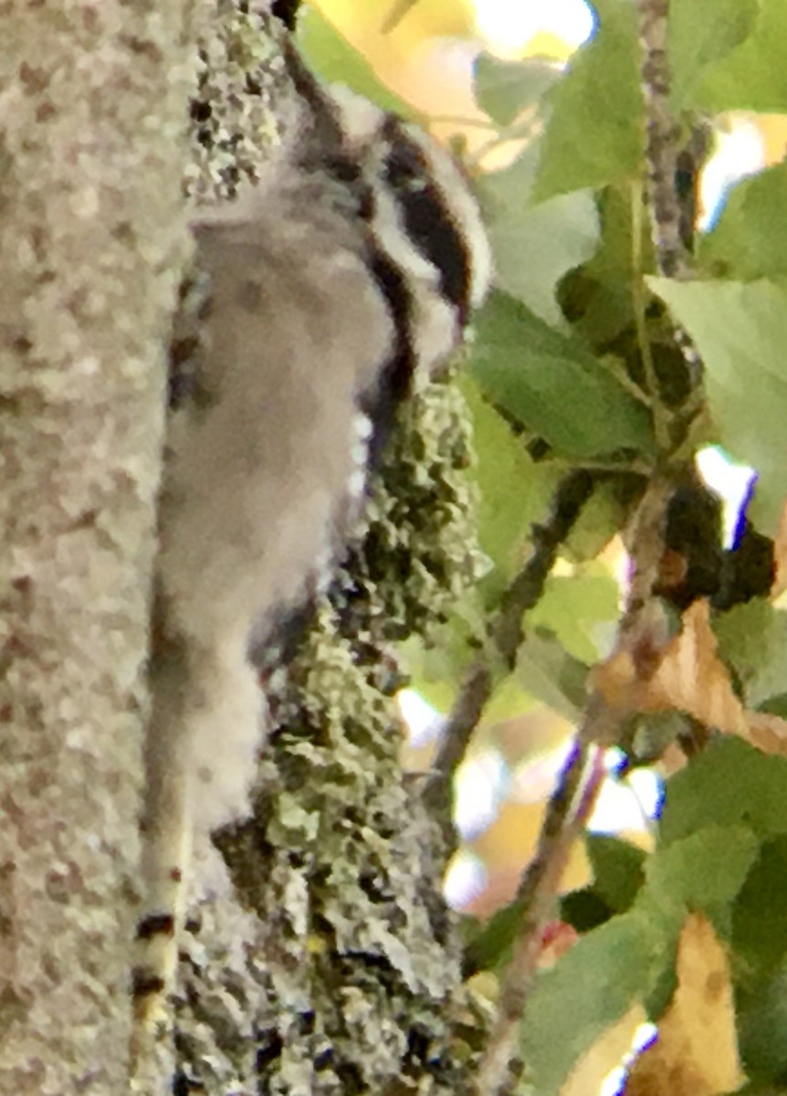 Downy Woodpecker - ML642671479