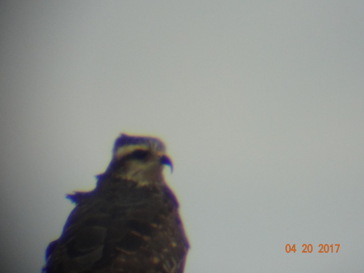 Snail Kite - ML642671484