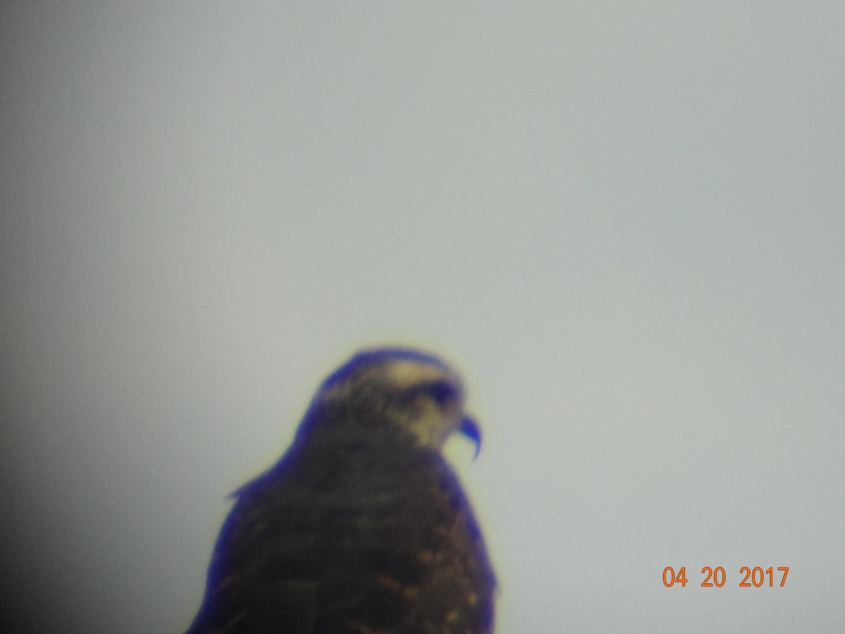 Snail Kite - ML642671485