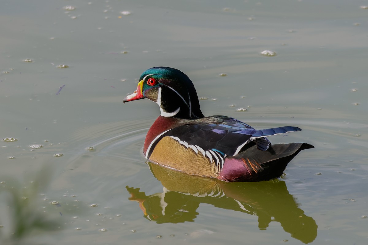 Wood Duck - ML642671486