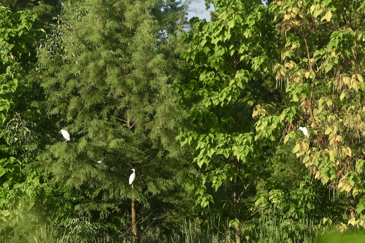 Little Blue Heron - ML642671528