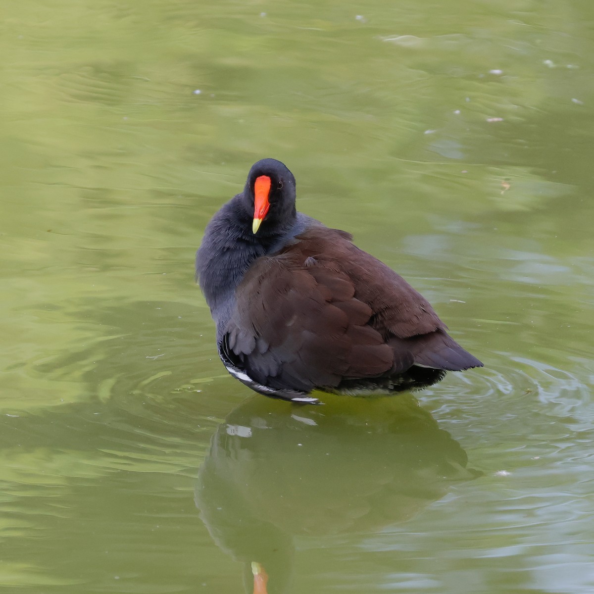 Common Gallinule - ML642671537