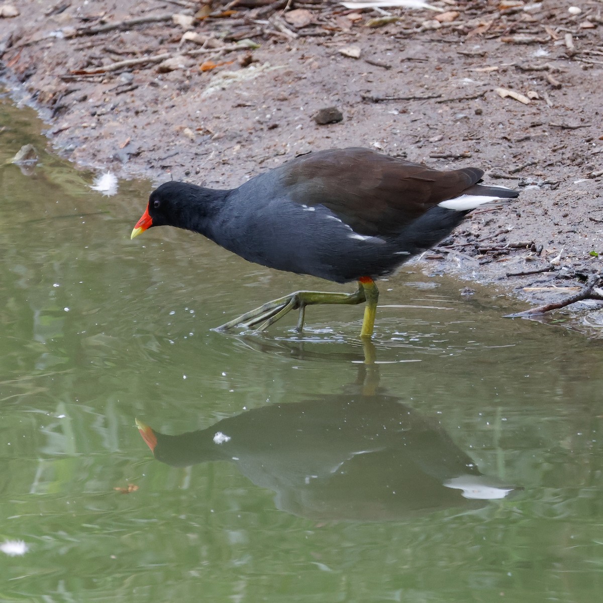 Common Gallinule - ML642671538