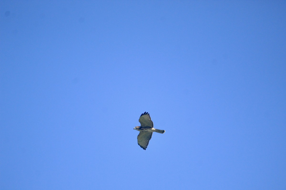 Broad-winged Hawk - ML642671555