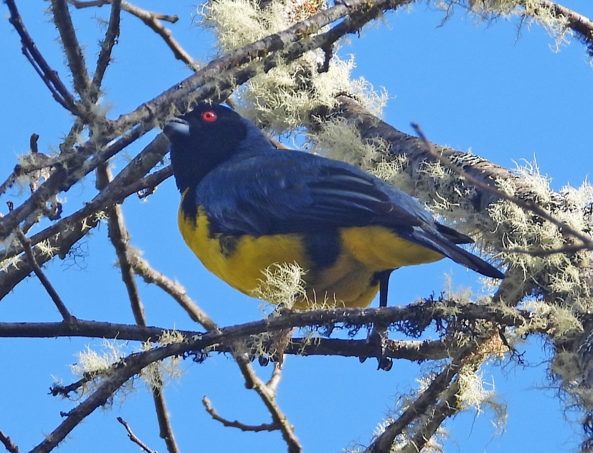 Hooded Mountain Tanager - ML642671559