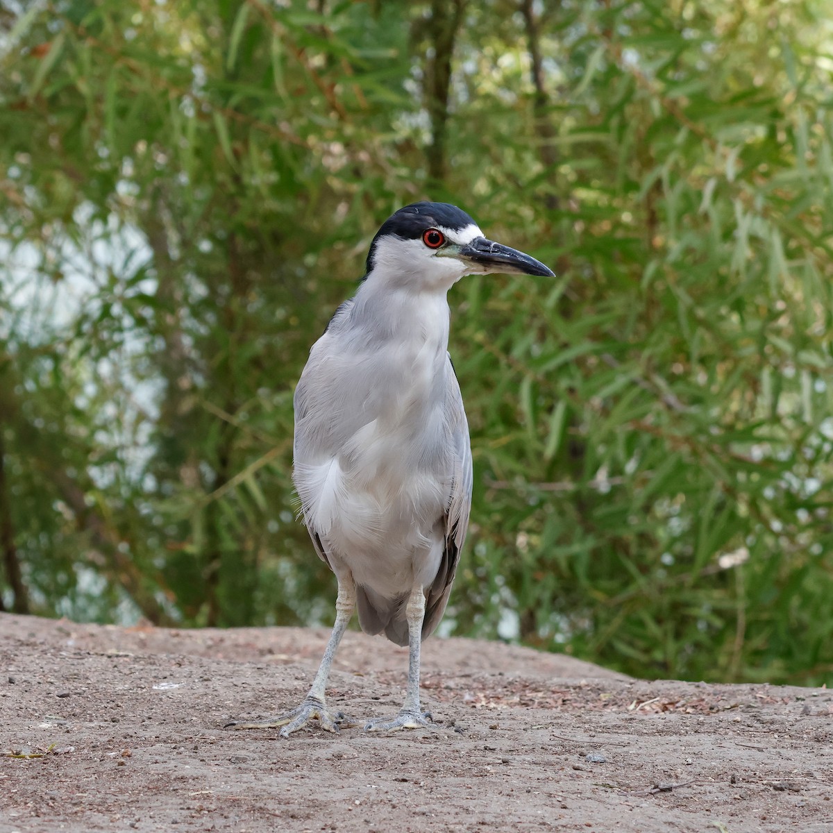 אנפת לילה - ML642671562