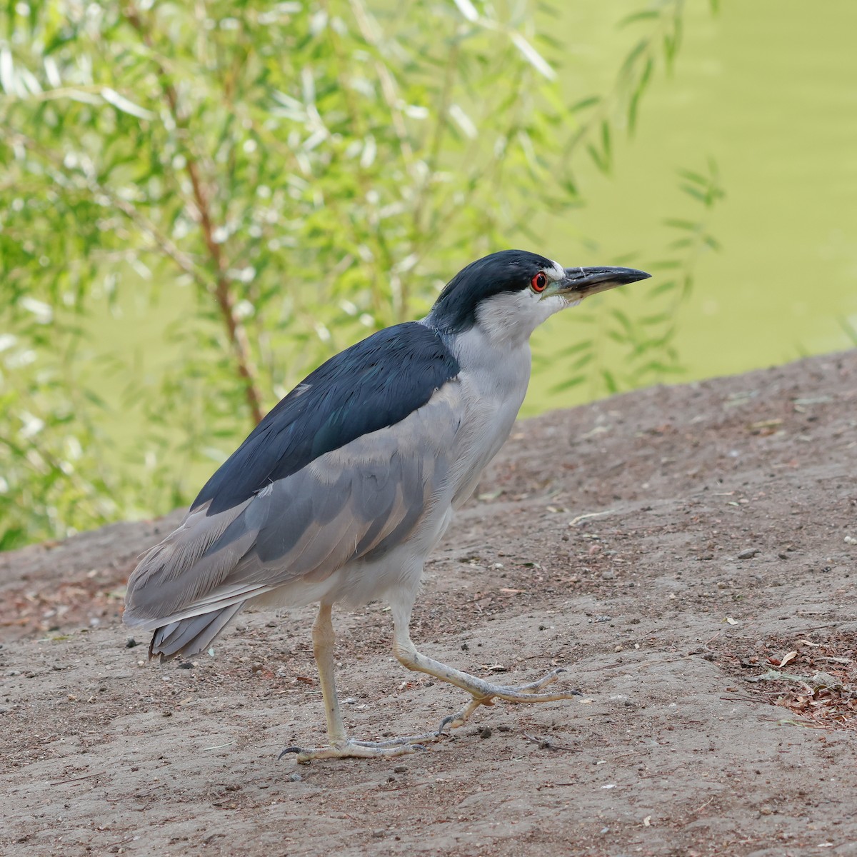 אנפת לילה - ML642671563