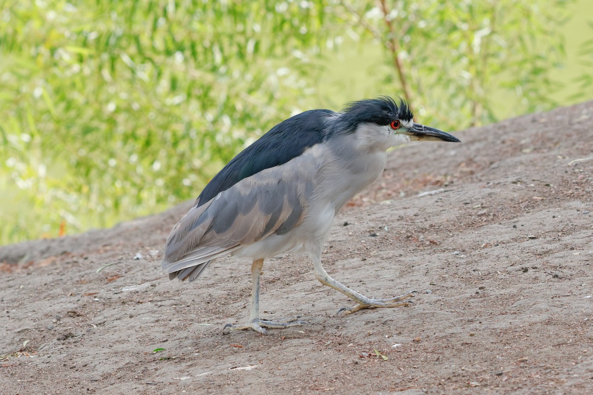 אנפת לילה - ML642671565