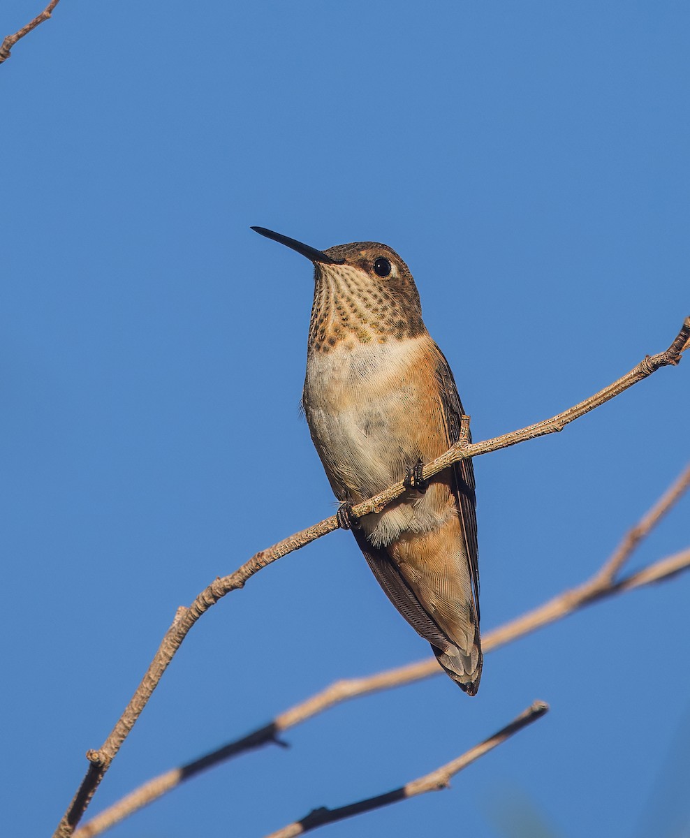 Rufous Hummingbird - ML642671568