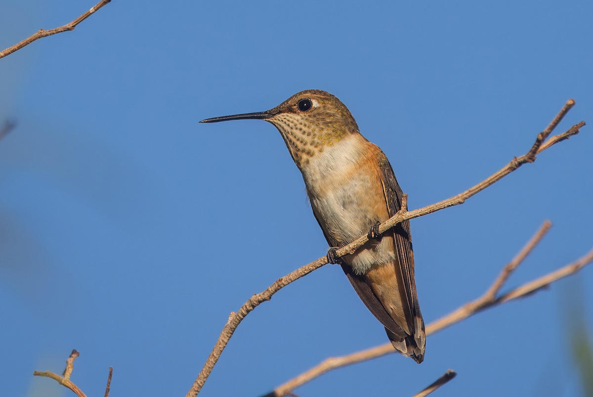 Rufous Hummingbird - ML642671569