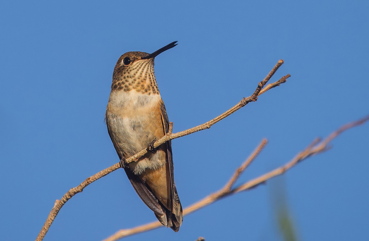Rufous Hummingbird - ML642671571
