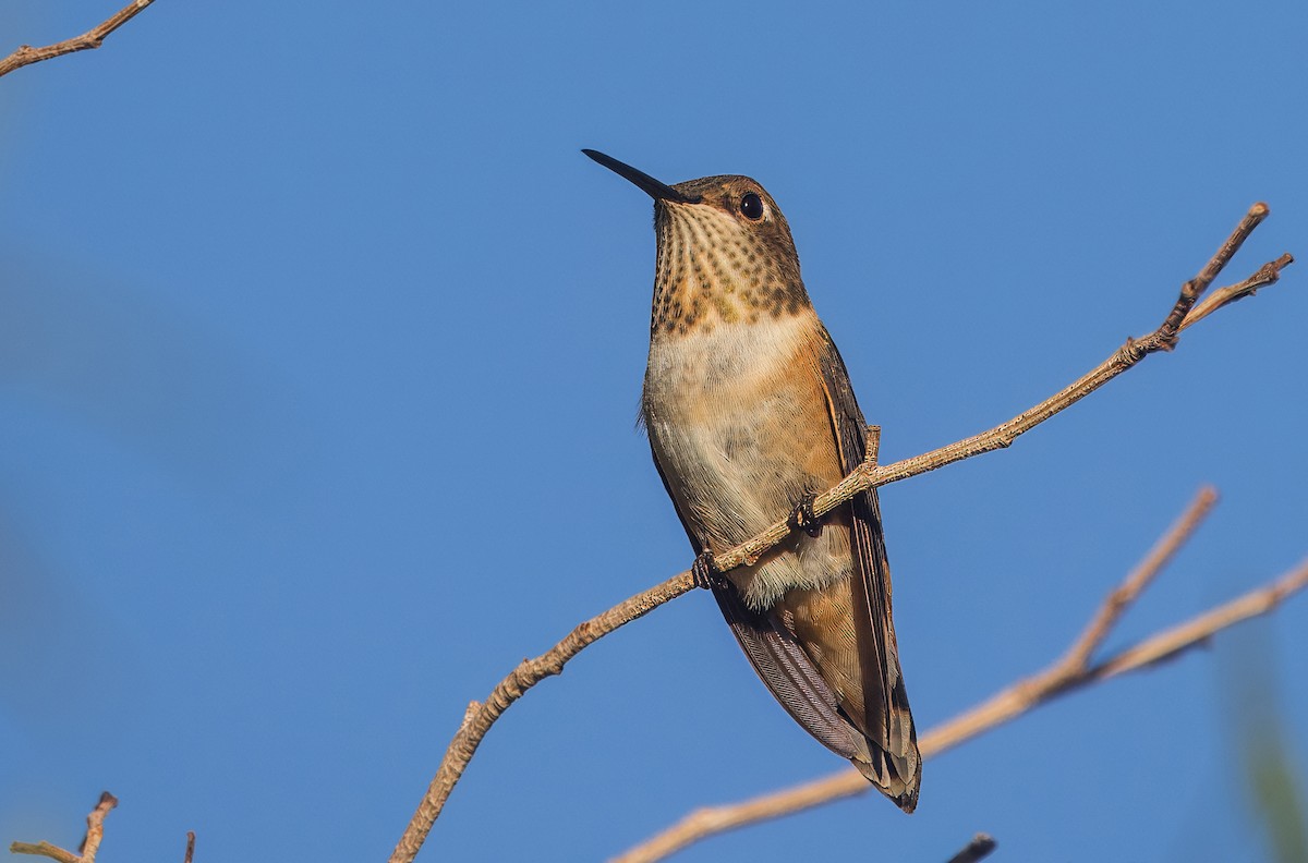 Rufous Hummingbird - ML642671572