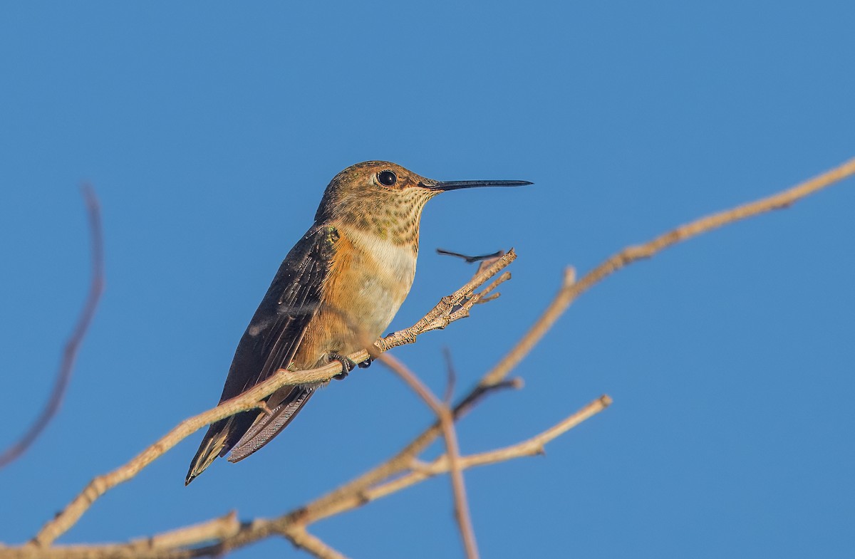 Rufous Hummingbird - ML642671574