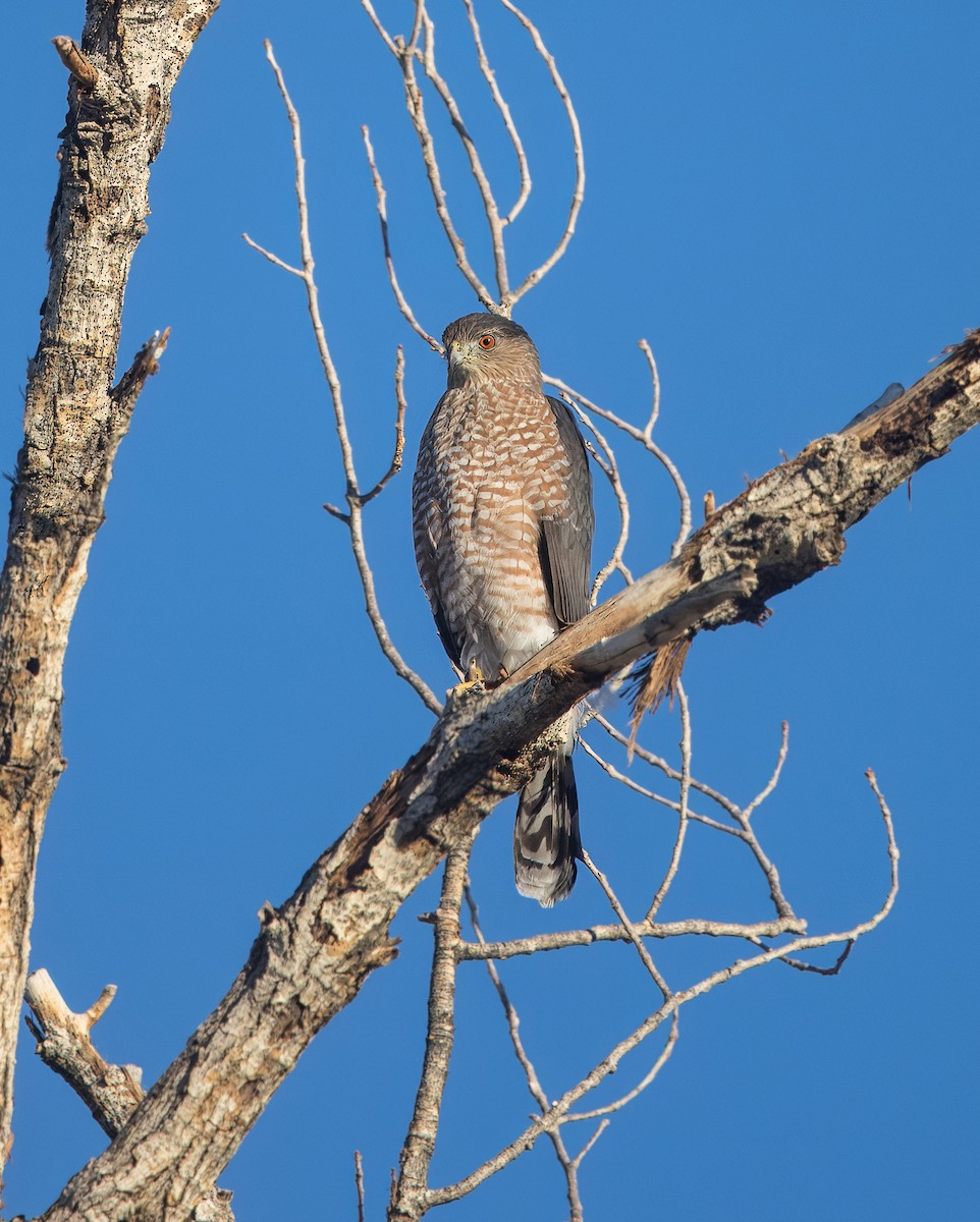 Cooper's Hawk - ML642671580