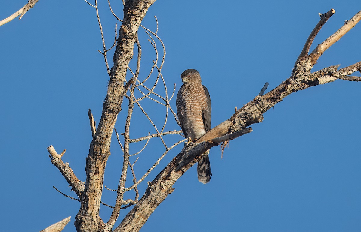 Cooper's Hawk - ML642671581