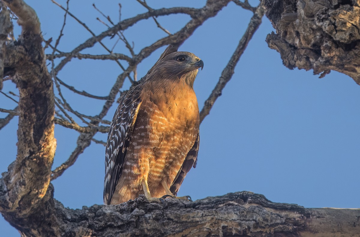 Red-shouldered Hawk - ML642671582