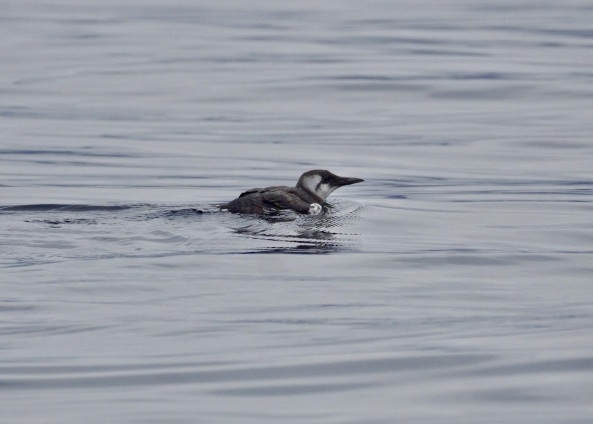 Guillemot marmette - ML642671584