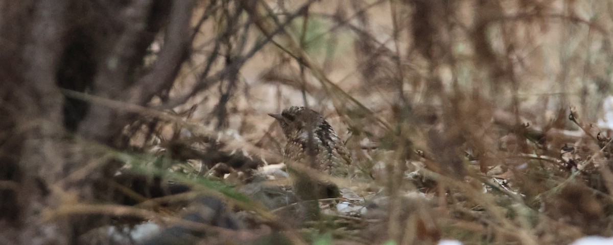 Eurasian Wryneck - ML642671586