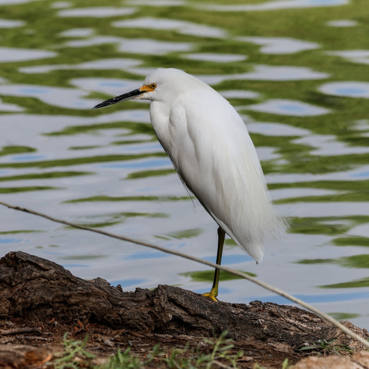 Snowy Egret - ML642671588