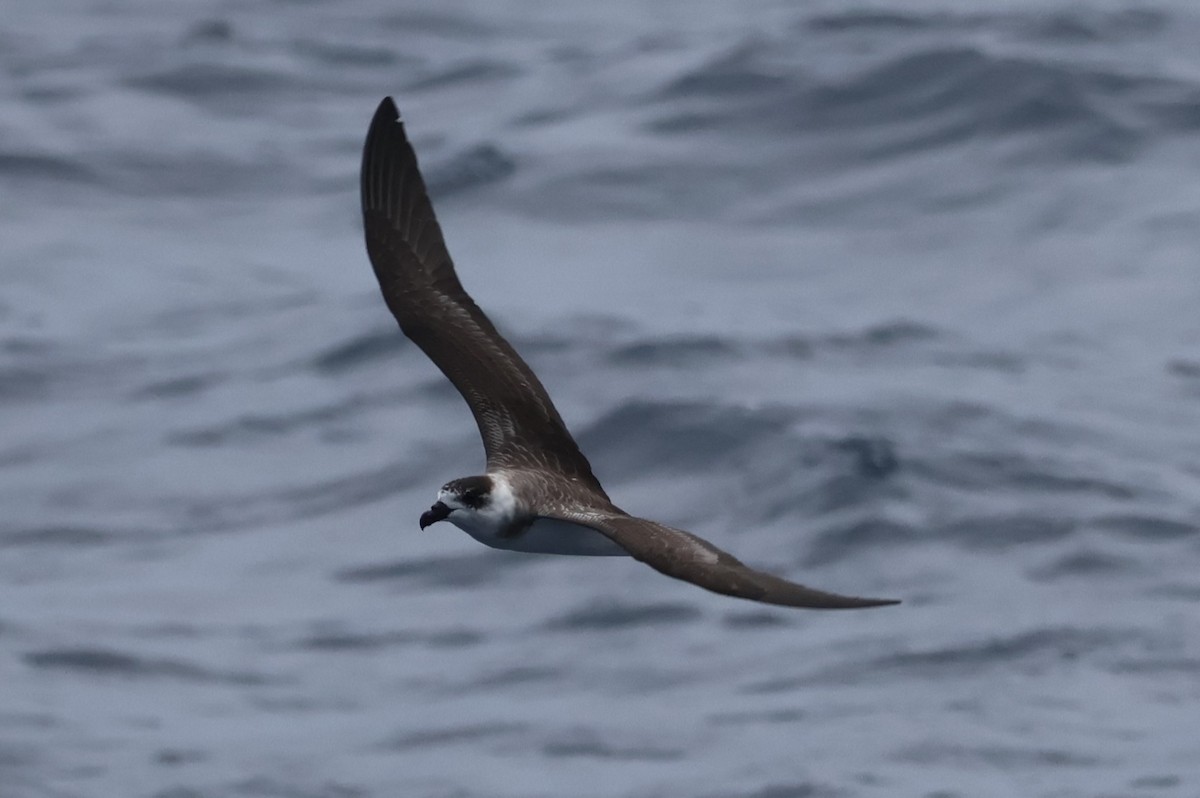 Black-capped Petrel - ML642671596