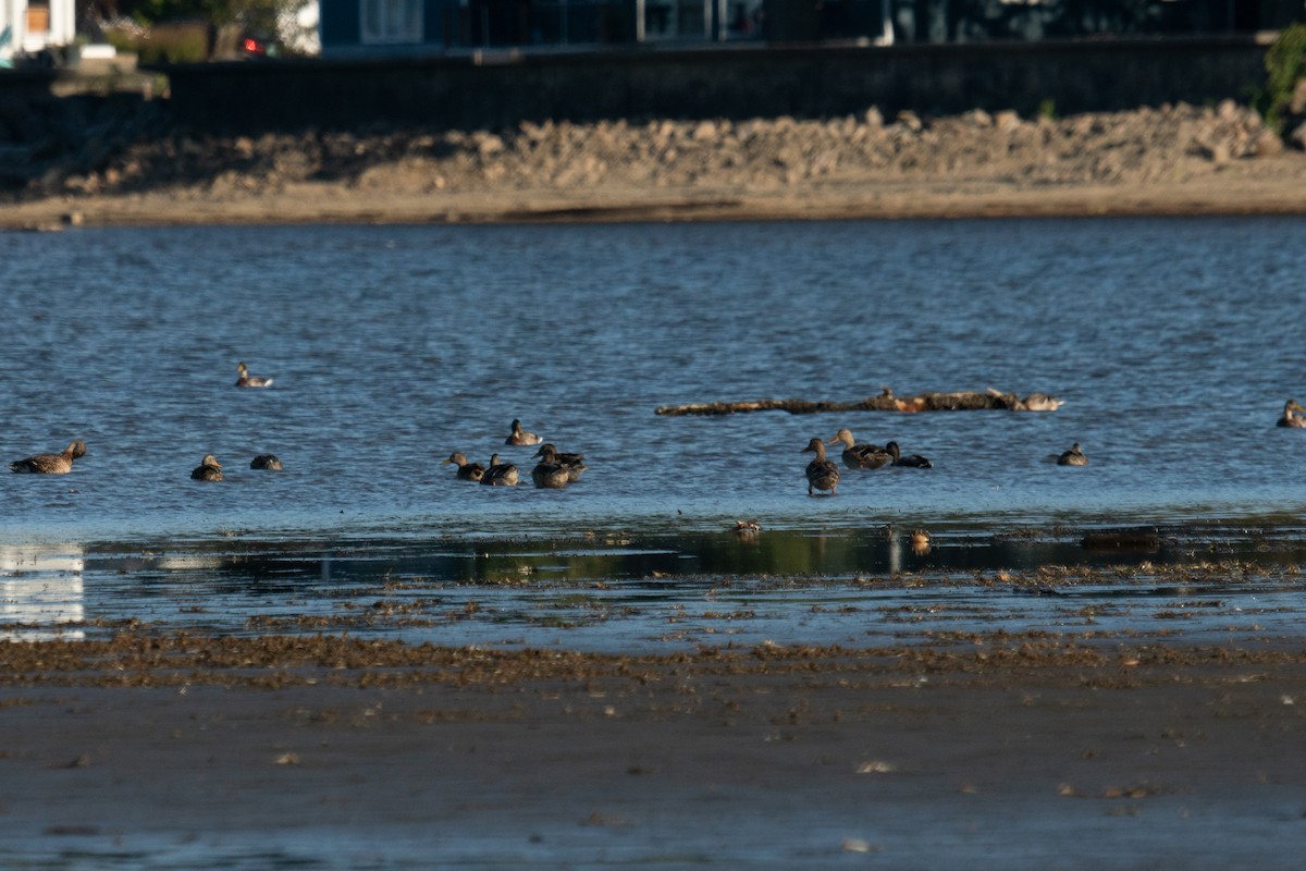 Mallard - ML642671600