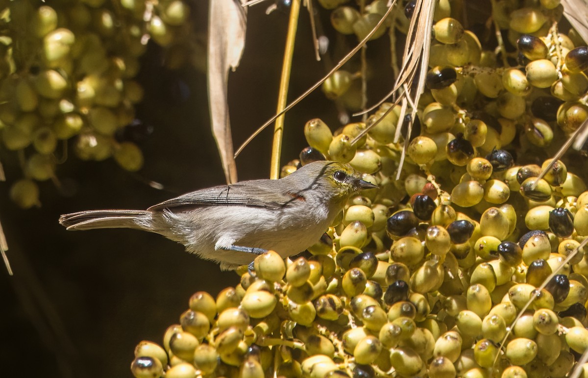 Verdin - ML642671601