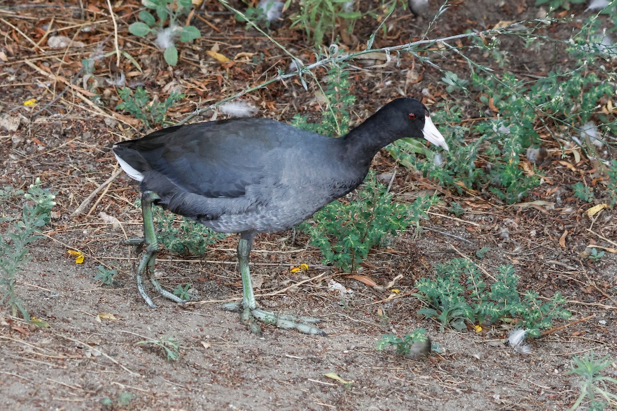 American Coot - ML642671616