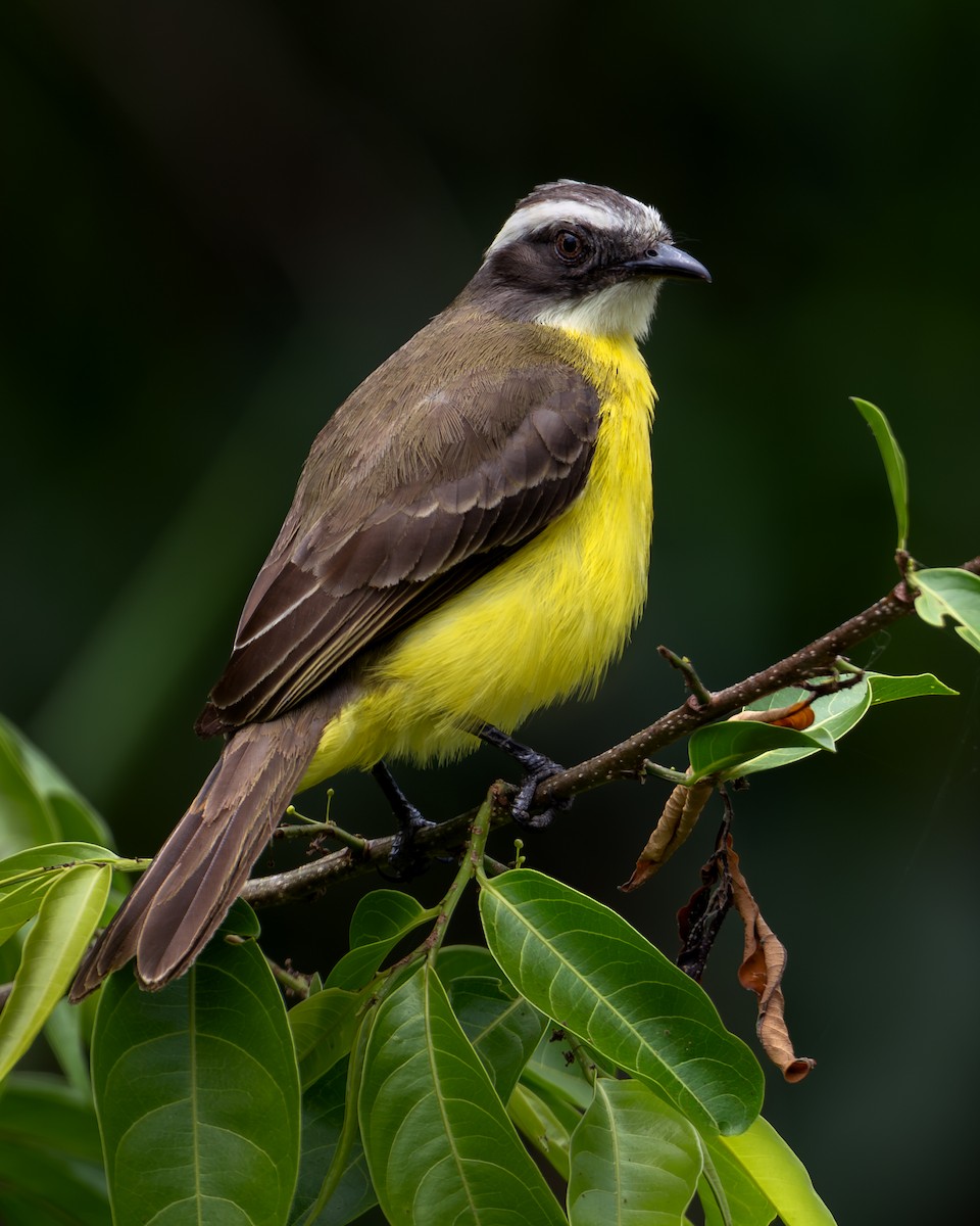 Social Flycatcher - ML642671664