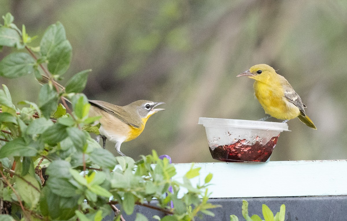 Yellow-breasted Chat - ML642671667