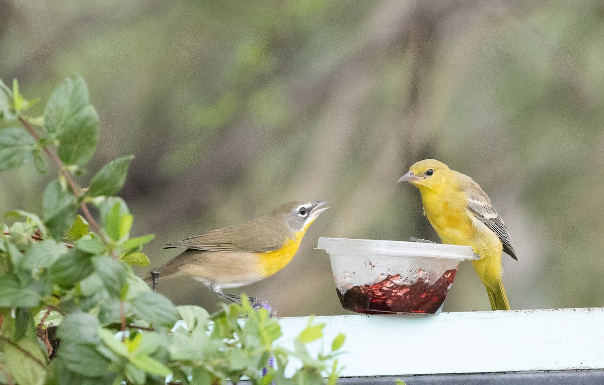 Yellow-breasted Chat - ML642671672